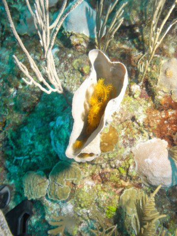 diveshop32.jpg