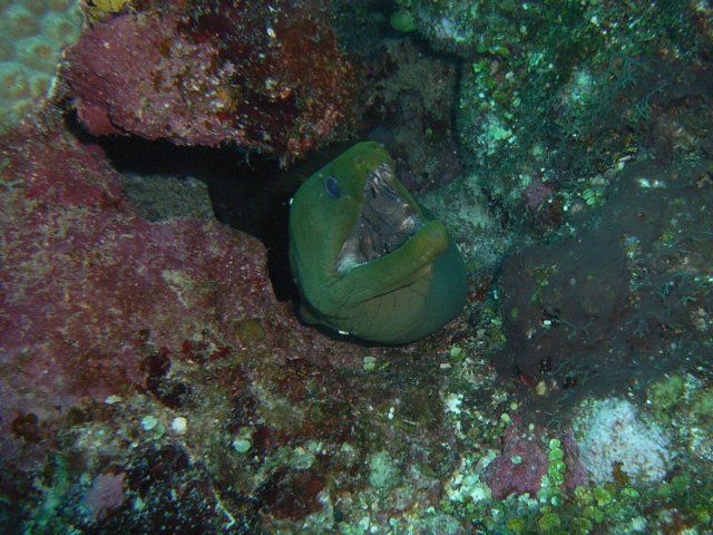diveshop44.jpg