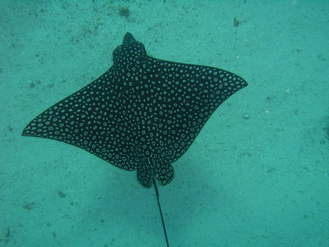 diveshop45.jpg