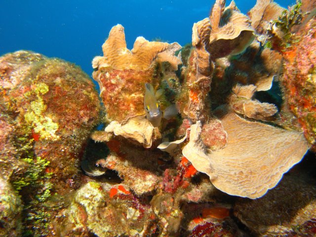 diveshop46.jpg