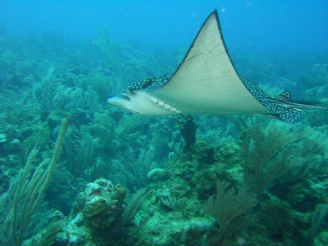 diveshop50.jpg