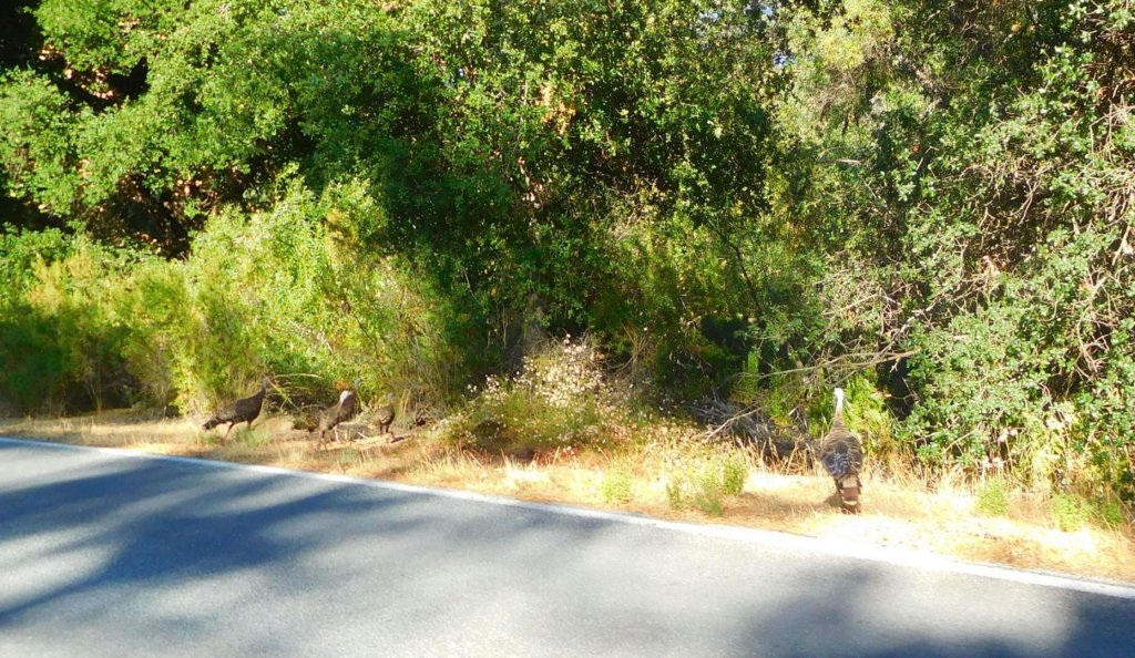 turkeysontheroad.jpg