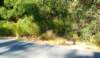 turkeysontheroad_small.jpg