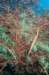 stlucia01_small.jpg