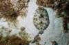 stlucia02_small.jpg