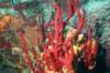 stlucia10_small.jpg