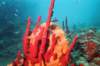 stlucia11_small.jpg