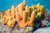 stlucia12_small.jpg