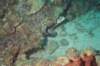 stlucia13_small.jpg