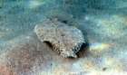 dsc02211_small.jpg