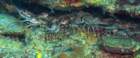 dsc02225_small.jpg