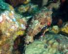 dsc02231_small.jpg