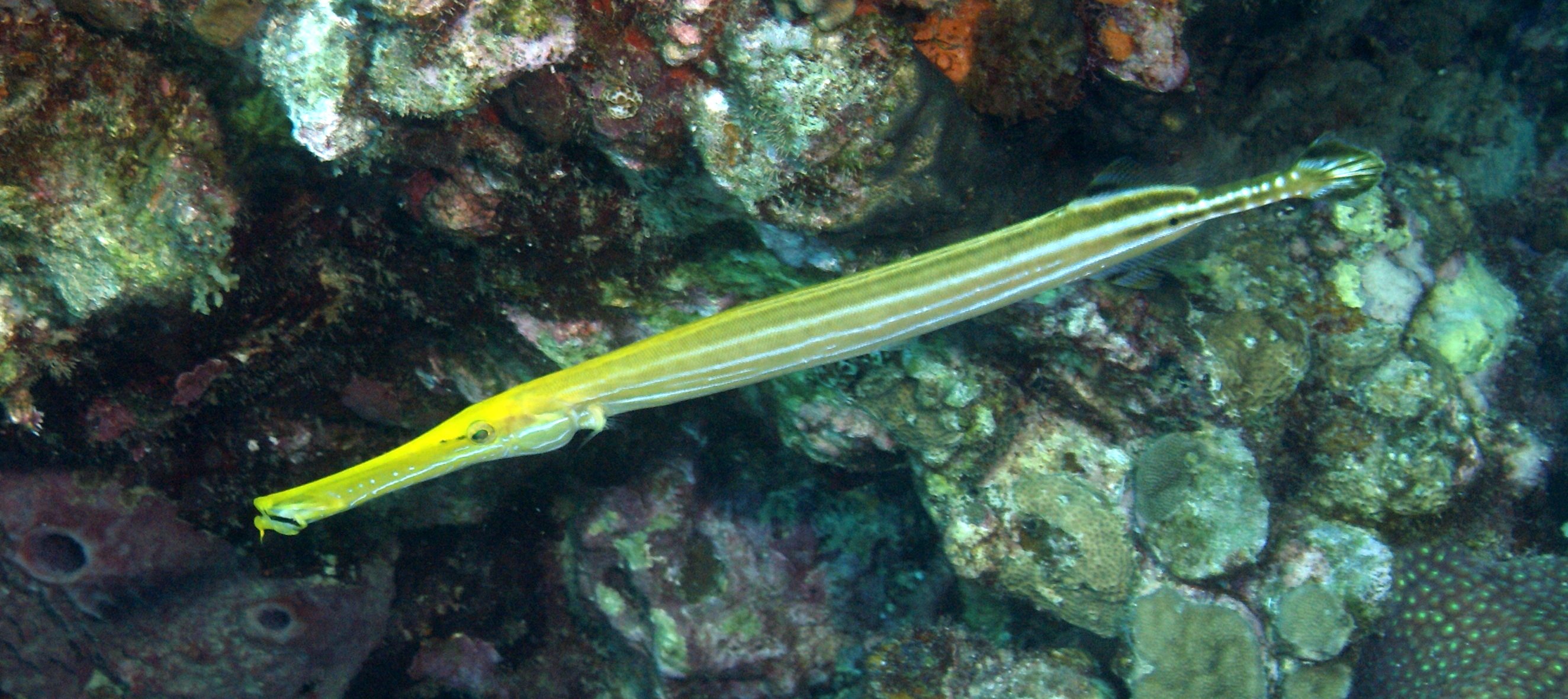 dsc02242.jpg