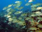 dsc02247_small.jpg