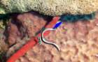 dsc02254_small.jpg