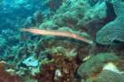 dsc02263_small.jpg
