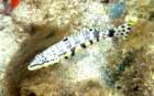 dsc02420_small.jpg