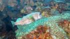 dsc02434_small.jpg