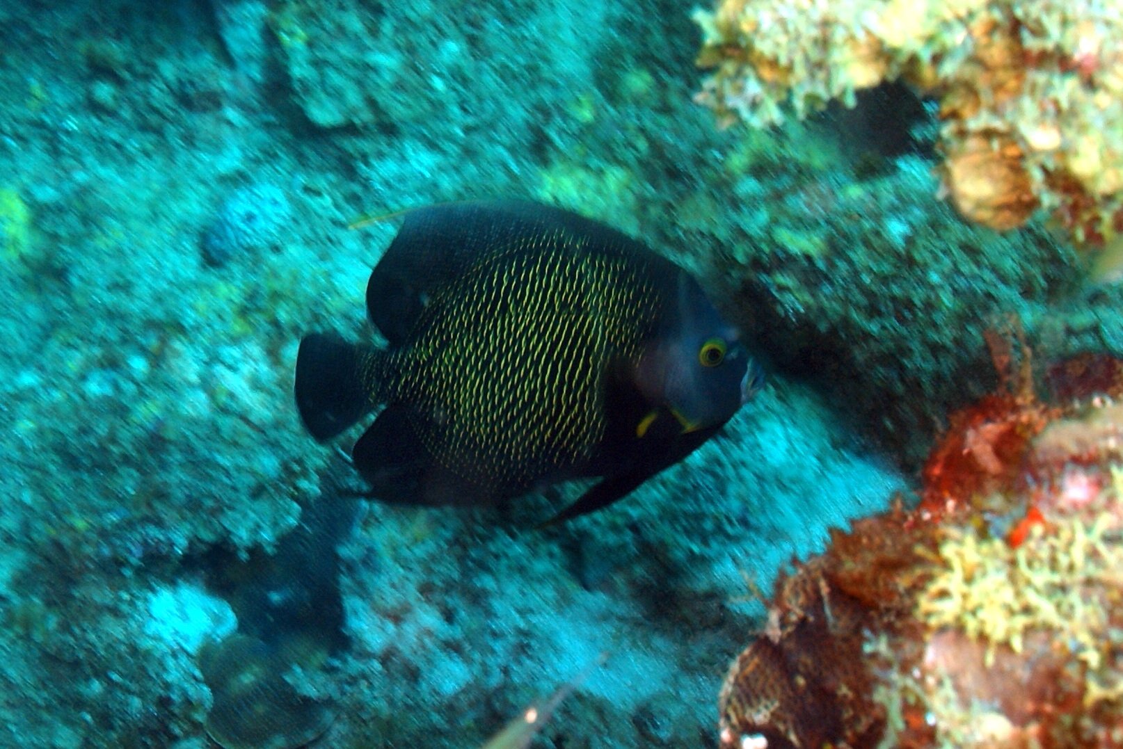 dsc02455.jpg