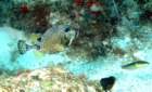 dsc02462_small.jpg