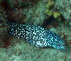 dsc02527_small.jpg