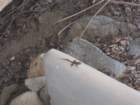 virgingorda0012_small.jpg
