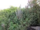 virgingorda0018_small.jpg