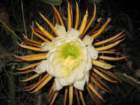 virgingorda0031_small.jpg