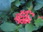 virgingorda0039_small.jpg