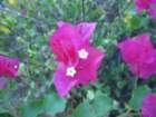 virgingorda0041_small.jpg