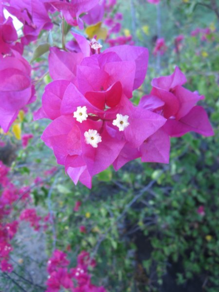 virgingorda0042.jpg