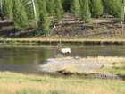 yellowstone024_small.jpg