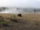 yellowstone028_small.jpg