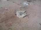 yellowstone038_small.jpg
