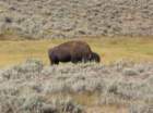 yellowstone093_small.jpg
