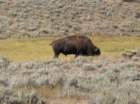 yellowstone094_small.jpg