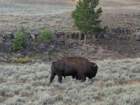 yellowstone099_small.jpg