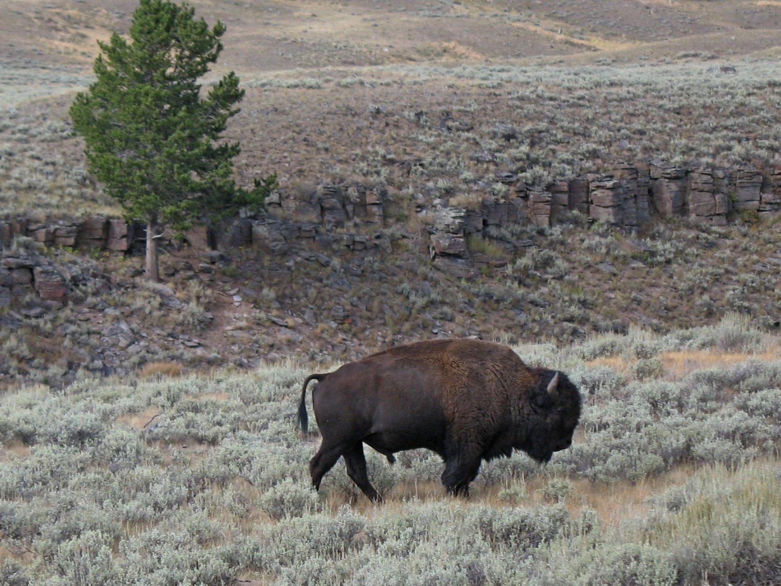 yellowstone100.jpg