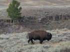 yellowstone100_small.jpg