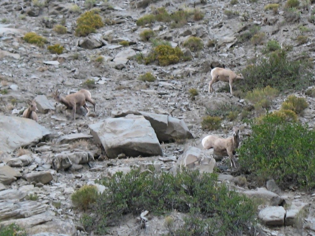 yellowstone104.jpg