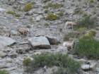 yellowstone104_small.jpg