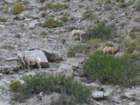 yellowstone106_small.jpg