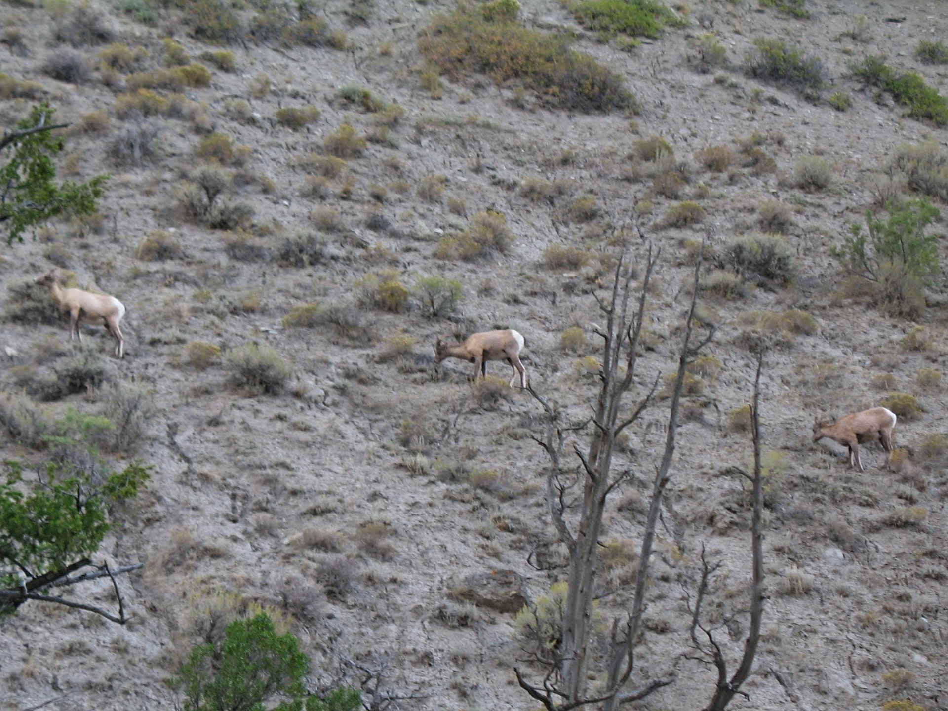 yellowstone107.jpg