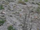 yellowstone107_small.jpg