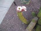cactus001_small.jpg