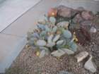 cactus003_small.jpg