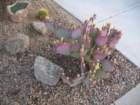 cactus004_small.jpg