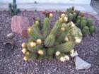 cactus005_small.jpg