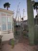 cactus007_small.jpg