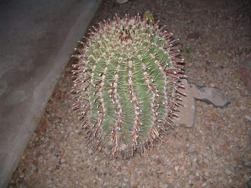 cactus008.jpg
